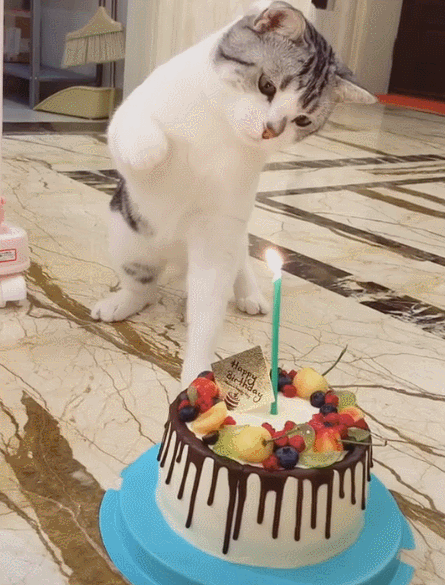 给大家一个我女同学的jiojio，闺蜜jiojio头像/ks图侵权删微信（网友：这喵有二哈体质）