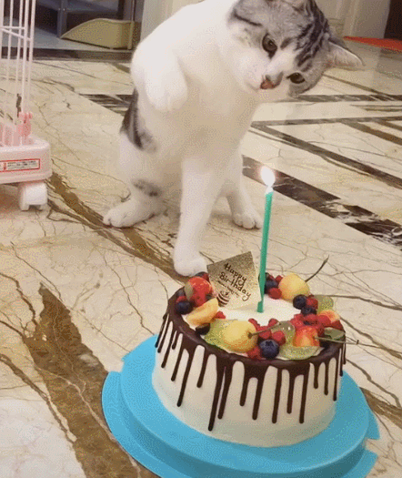 给大家一个我女同学的jiojio，闺蜜jiojio头像/ks图侵权删微信（网友：这喵有二哈体质）