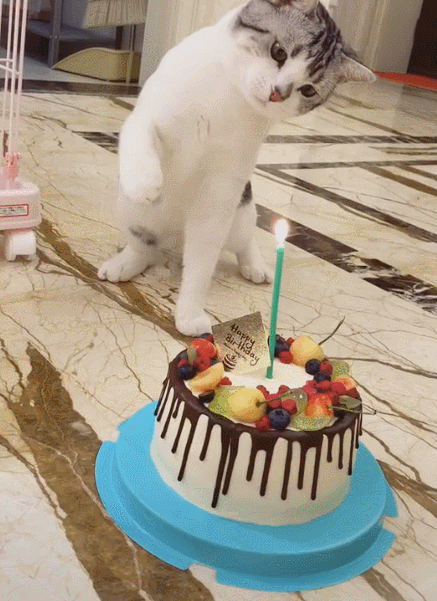 给大家一个我女同学的jiojio，闺蜜jiojio头像/ks图侵权删微信（网友：这喵有二哈体质）