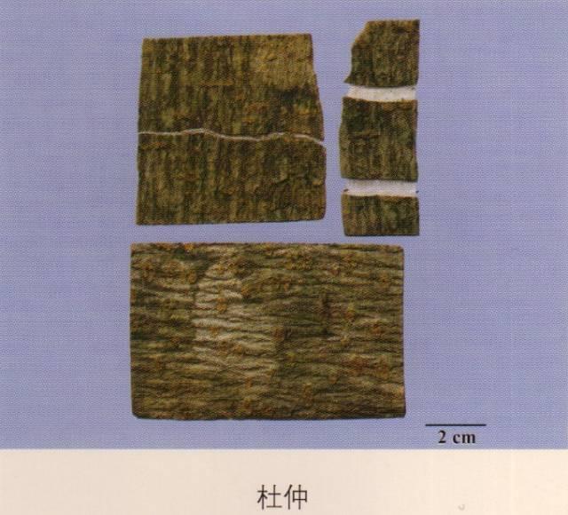 盐杜仲的功效与作用，盐杜仲的功效与作用及副作用（中药传奇之“杜仲”——天然降压药）