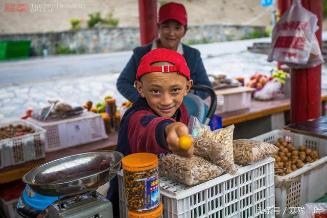 藏红花是哪里产的，藏红花哪里的（藏红花原来不是产自西藏）