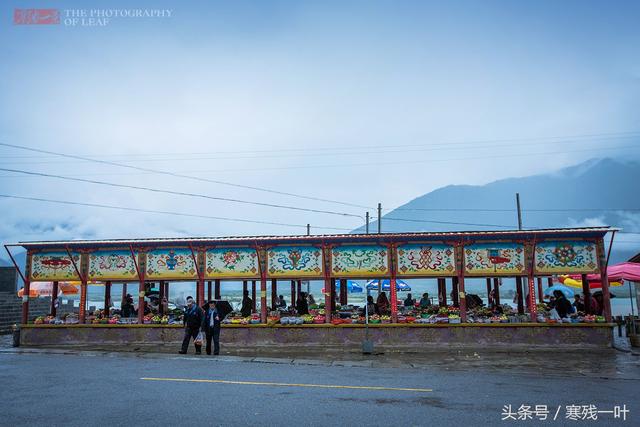 藏红花是哪里产的，藏红花哪里的（藏红花原来不是产自西藏）