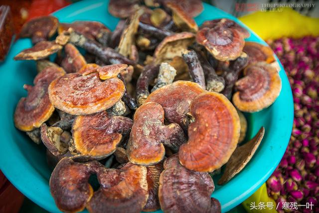 藏红花是哪里产的，藏红花哪里的（藏红花原来不是产自西藏）