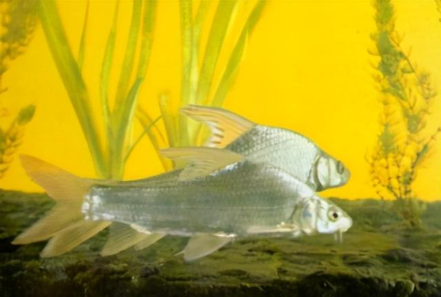 淡水观赏鱼种类，淡水观赏鱼的种类大全！（中国淡水观赏鱼图集<一>）