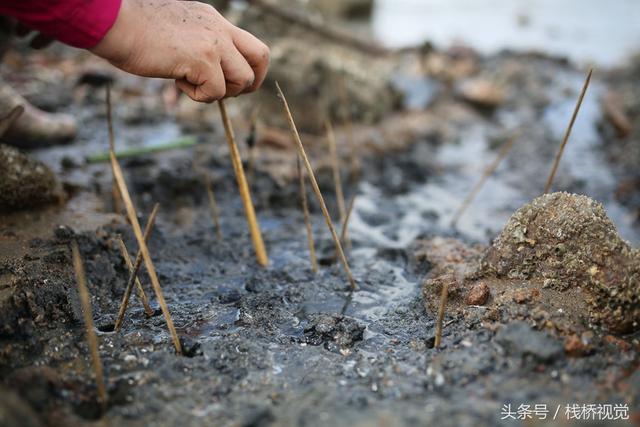 爬虾又叫什么，虾爬子是虾的一种吗（皮皮虾有种近亲在青岛称虾虎）