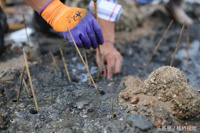 爬虾又叫什么，虾爬子是虾的一种吗（皮皮虾有种近亲在青岛称虾虎）