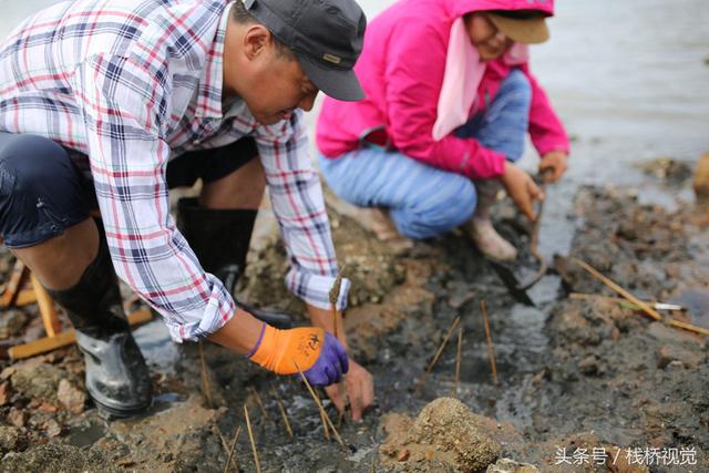爬虾又叫什么，虾爬子是虾的一种吗（皮皮虾有种近亲在青岛称虾虎）