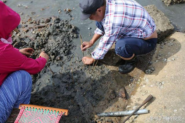 爬虾又叫什么，虾爬子是虾的一种吗（皮皮虾有种近亲在青岛称虾虎）