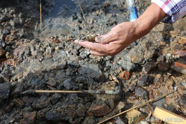 爬虾又叫什么，虾爬子是虾的一种吗（皮皮虾有种近亲在青岛称虾虎）