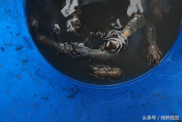 爬虾又叫什么，虾爬子是虾的一种吗（皮皮虾有种近亲在青岛称虾虎）