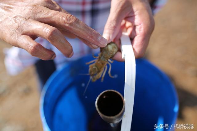 爬虾又叫什么，虾爬子是虾的一种吗（皮皮虾有种近亲在青岛称虾虎）