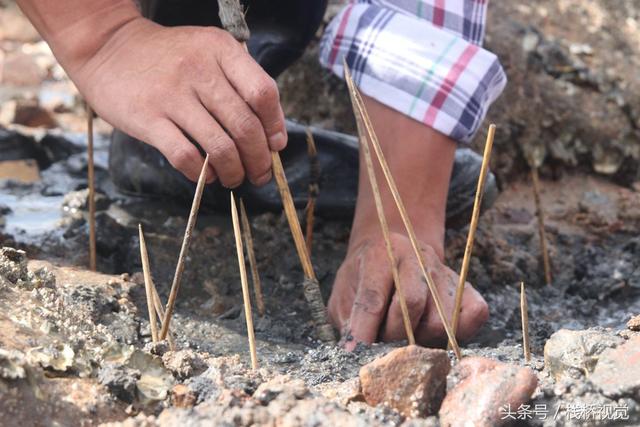 爬虾又叫什么，虾爬子是虾的一种吗（皮皮虾有种近亲在青岛称虾虎）