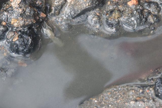 爬虾又叫什么，虾爬子是虾的一种吗（皮皮虾有种近亲在青岛称虾虎）