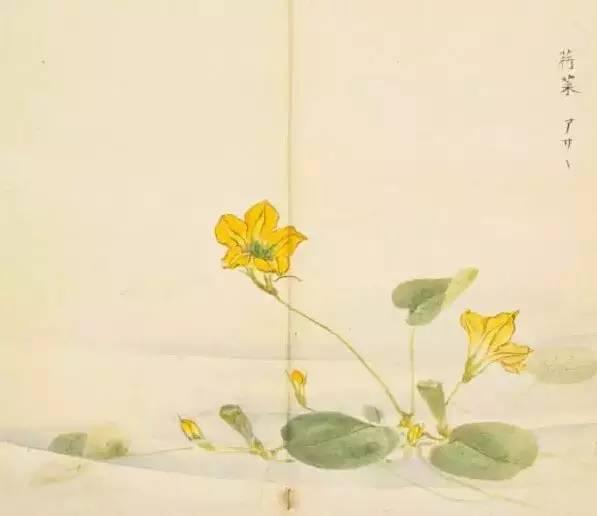 忾怎么读，忾怎么读同仇敌忾（《诗经》里的植物）