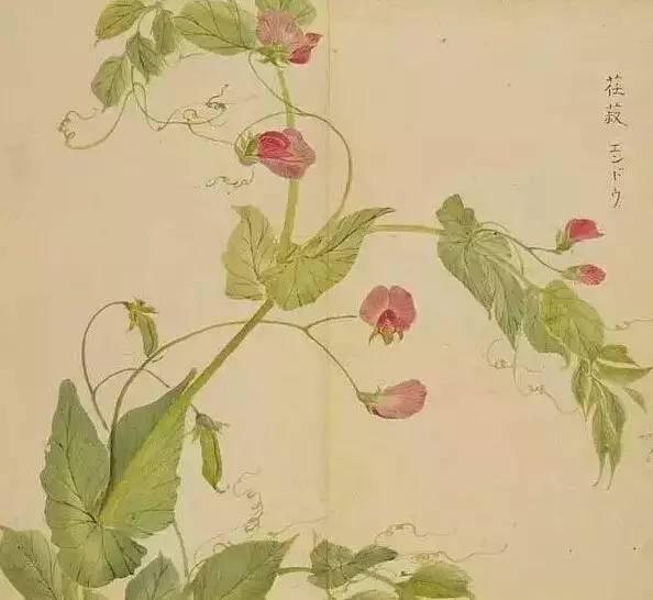 忾怎么读，忾怎么读同仇敌忾（《诗经》里的植物）