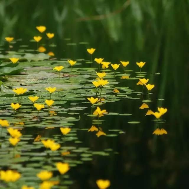 忾怎么读，忾怎么读同仇敌忾（《诗经》里的植物）
