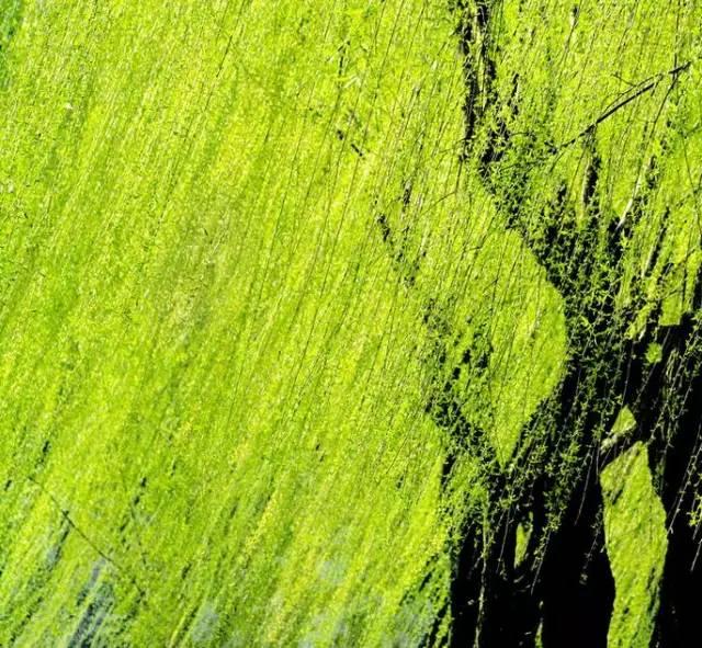 忾怎么读，忾怎么读同仇敌忾（《诗经》里的植物）