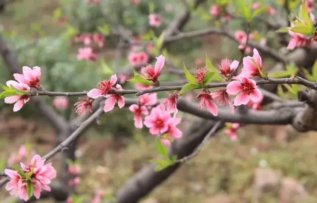 忾怎么读，忾怎么读同仇敌忾（《诗经》里的植物）