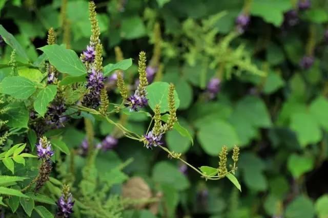 忾怎么读，忾怎么读同仇敌忾（《诗经》里的植物）