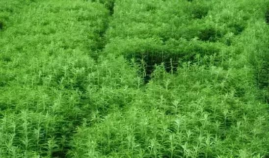 忾怎么读，忾怎么读同仇敌忾（《诗经》里的植物）