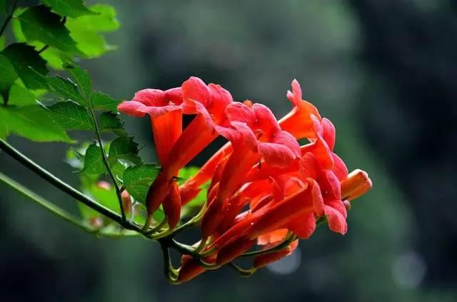 忾怎么读，忾怎么读同仇敌忾（《诗经》里的植物）