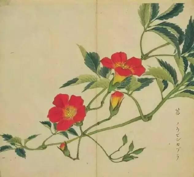 忾怎么读，忾怎么读同仇敌忾（《诗经》里的植物）