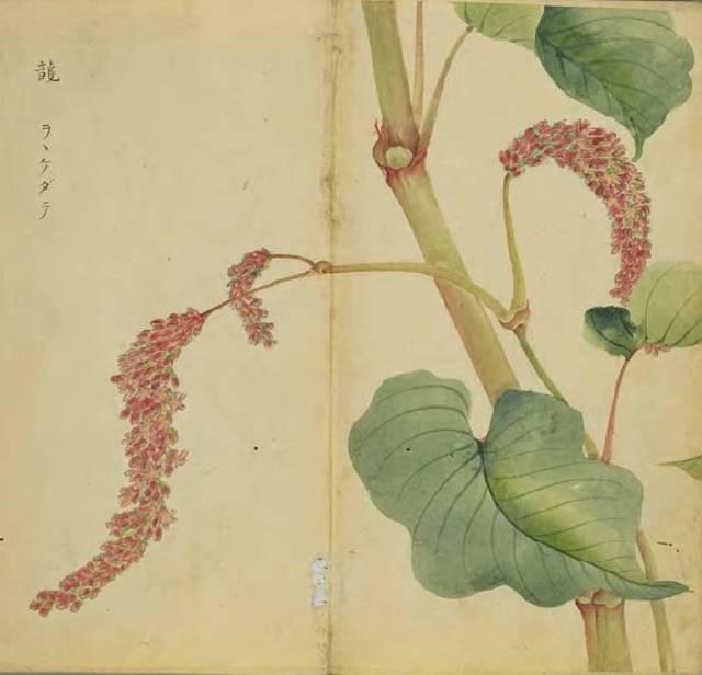 忾怎么读，忾怎么读同仇敌忾（《诗经》里的植物）