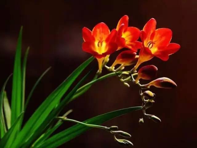 忾怎么读，忾怎么读同仇敌忾（《诗经》里的植物）