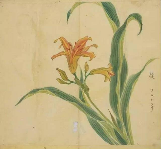 忾怎么读，忾怎么读同仇敌忾（《诗经》里的植物）