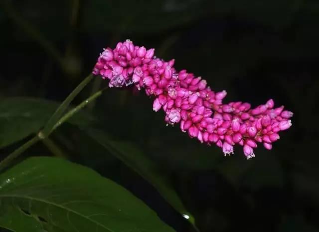 忾怎么读，忾怎么读同仇敌忾（《诗经》里的植物）