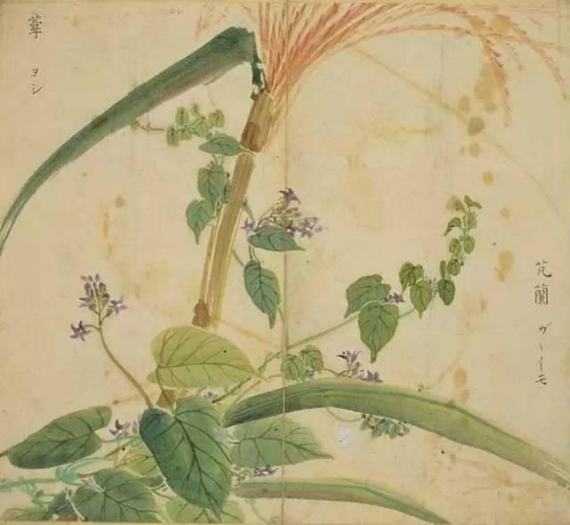 忾怎么读，忾怎么读同仇敌忾（《诗经》里的植物）