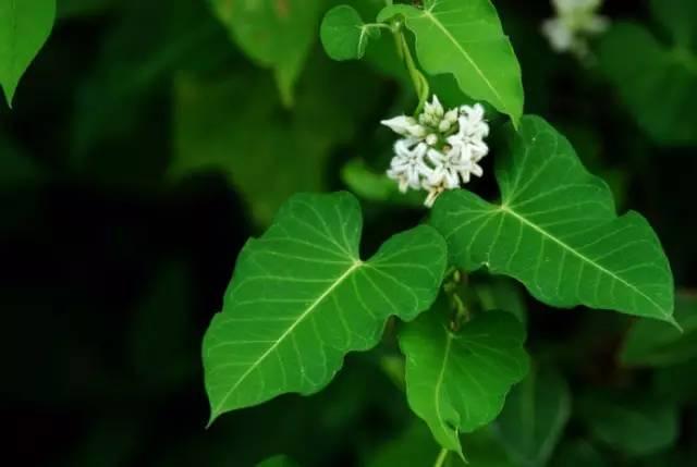 忾怎么读，忾怎么读同仇敌忾（《诗经》里的植物）