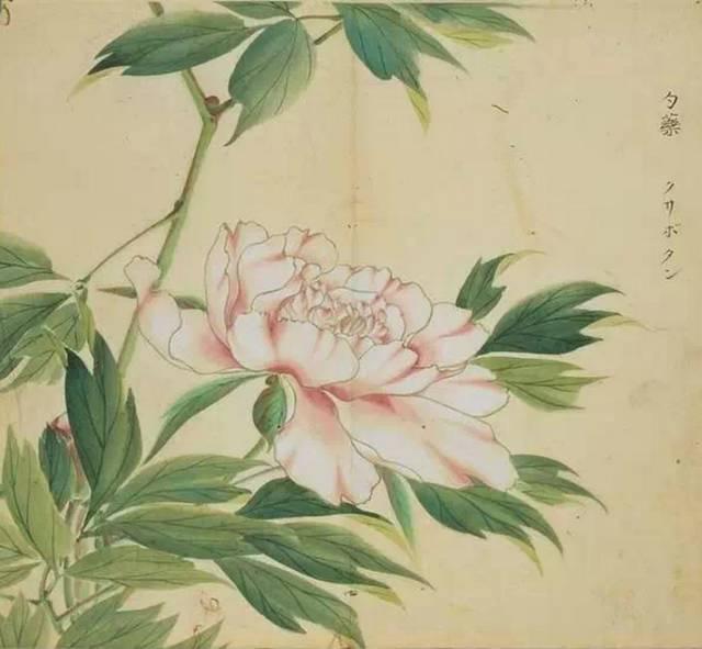 忾怎么读，忾怎么读同仇敌忾（《诗经》里的植物）