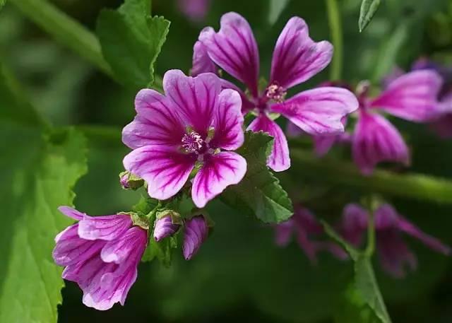 忾怎么读，忾怎么读同仇敌忾（《诗经》里的植物）