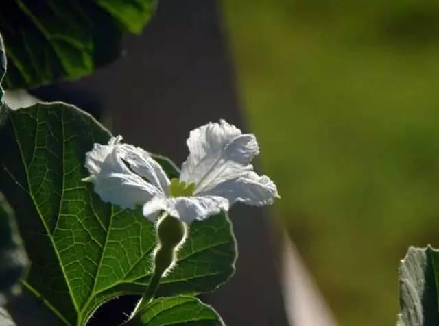 忾怎么读，忾怎么读同仇敌忾（《诗经》里的植物）