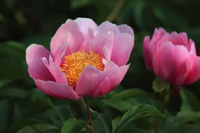 忾怎么读，忾怎么读同仇敌忾（《诗经》里的植物）