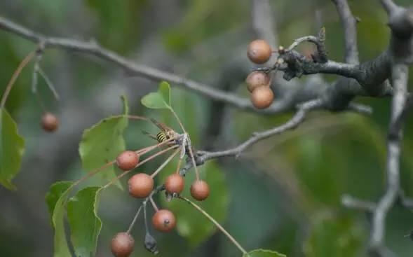 忾怎么读，忾怎么读同仇敌忾（《诗经》里的植物）