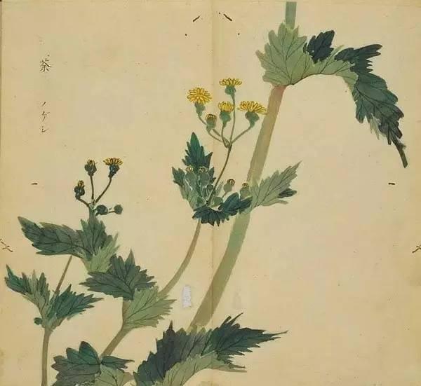 忾怎么读，忾怎么读同仇敌忾（《诗经》里的植物）