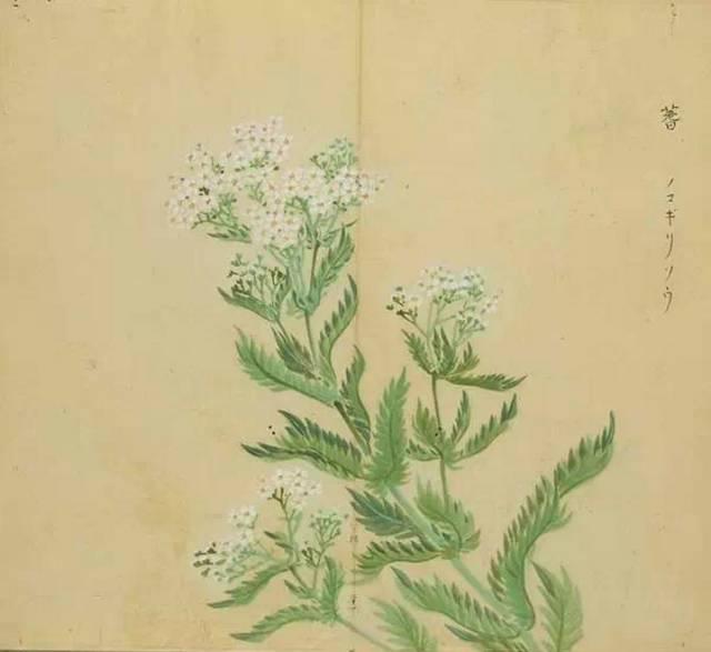 忾怎么读，忾怎么读同仇敌忾（《诗经》里的植物）