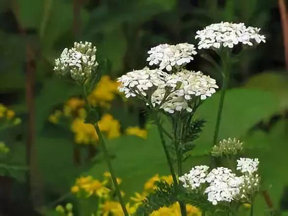 忾怎么读，忾怎么读同仇敌忾（《诗经》里的植物）