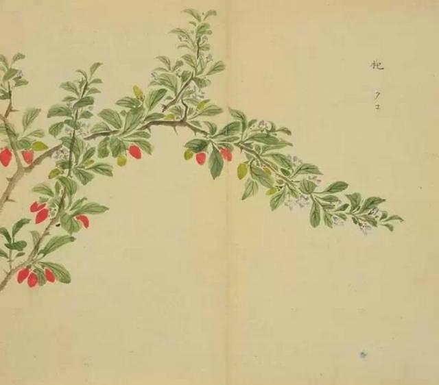 忾怎么读，忾怎么读同仇敌忾（《诗经》里的植物）