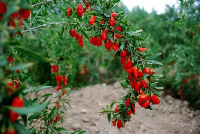 忾怎么读，忾怎么读同仇敌忾（《诗经》里的植物）