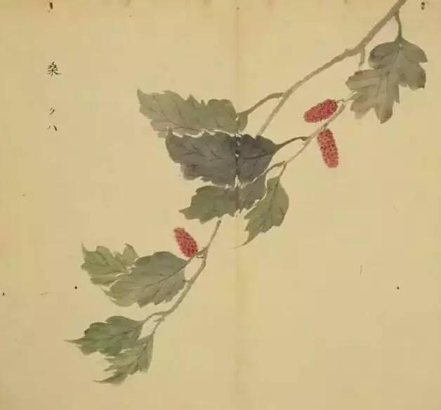 忾怎么读，忾怎么读同仇敌忾（《诗经》里的植物）