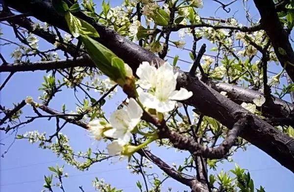 忾怎么读，忾怎么读同仇敌忾（《诗经》里的植物）