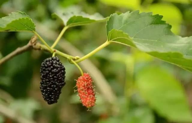 忾怎么读，忾怎么读同仇敌忾（《诗经》里的植物）