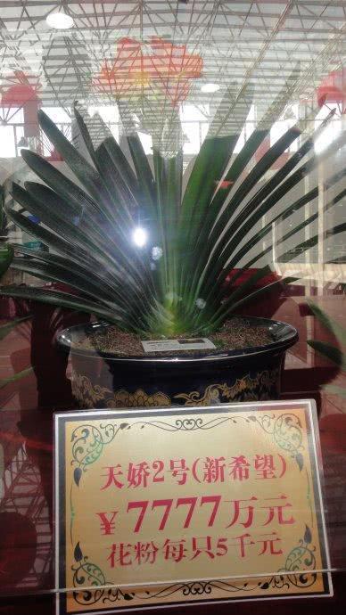 君子兰多少钱一盆，君子兰价格是多少（当年上千万一盆的君子兰）