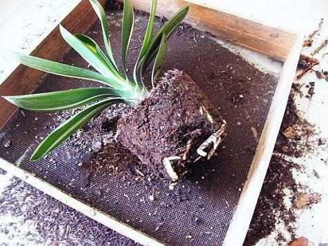 君子兰多少钱一盆，君子兰价格是多少（当年上千万一盆的君子兰）