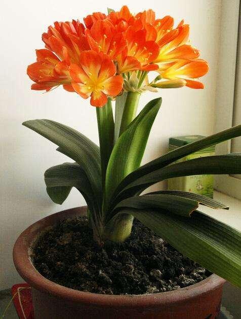 君子兰多少钱一盆，君子兰价格是多少（当年上千万一盆的君子兰）