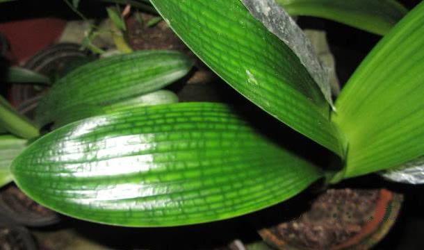 君子兰多少钱一盆，君子兰价格是多少（当年上千万一盆的君子兰）