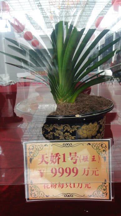 君子兰多少钱一盆，君子兰价格是多少（当年上千万一盆的君子兰）